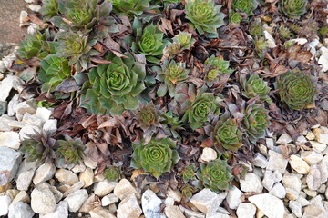 Sempervivum tectorum, the common houseleek, is a species of flowering plant in the family Crassulaceae
