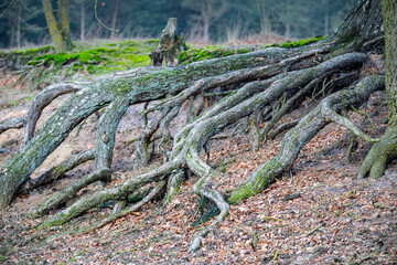 Roots growing upward on the exterior . Tree with external roots