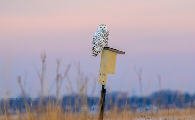 Snowy Owl sitting on birdhouse 