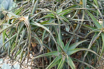 Aloiampelos striatula, formerly Aloe striatula, the hardy aloe or striped-stemmed aloe, is a sturdy succulent plant.