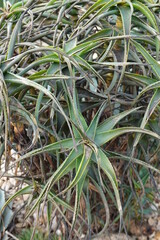 Obraz premium Multi-trunked shrub from South Africa, the hardiest of the shrubby aloes.