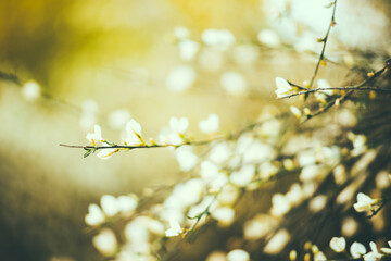 autumn leaves in the sun
