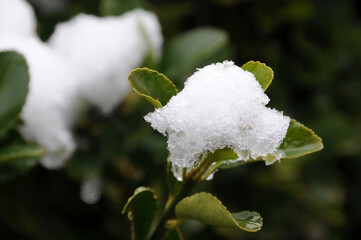 綿帽子　雪の風景