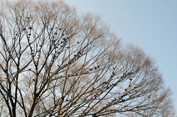 鳩の群れ　冬の風景