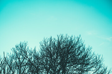 silhouette of a tree
