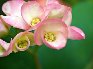 Pink flowers Crown of thorns dark pink ,Christ plant ,Euphoria Milii ,Christ thorn ,Euphorbia...