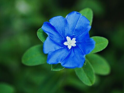 blue flower Evolvulus glomeratus Evolvulus nuttallianus morning-glory Shaggy dwarf flowering plant with soft selective focus ,macro image ,delicate dreamy beauty of nature for pretty  background  