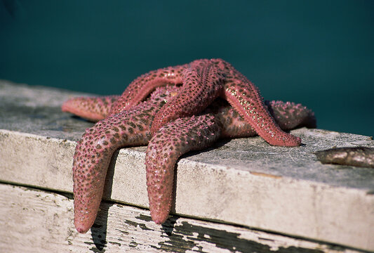 Starfish