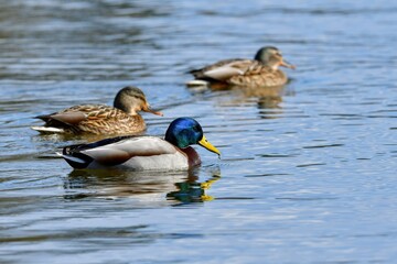 ブルーの水面をのんびりと泳ぐマガモのカップル