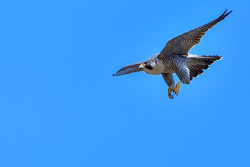 青空バックに着陸態勢のハヤブサ成鳥の飛翔シーン