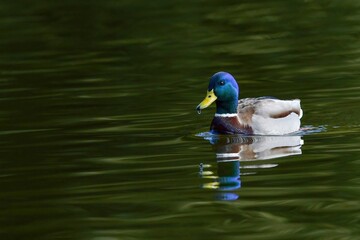 グリーンの水面をのんびりと泳ぐマガモ オス