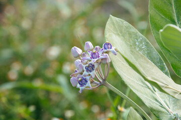 Blooming Crown Flower, Giant Milkweed, Calotropis gigantea, Giant Calotrope Flower