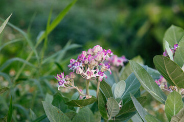 Blooming Crown Flower, Giant Milkweed, Calotropis gigantea, Giant Calotrope Flower