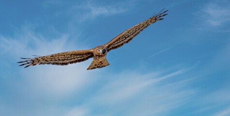 bird of prey