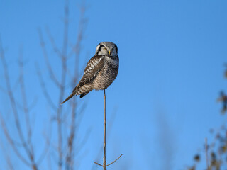 Northern Hawk Owl Perched on Top of the Tree on Blue Sky