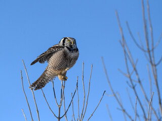 Northern Hawk Owl Perched on Top of the Tree on Blue Sky