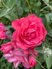 pink rose in garden