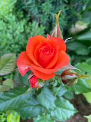 red rose in garden
