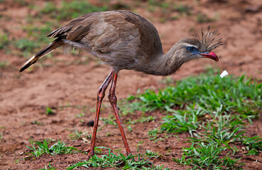 
Brazilian exotic animal seriema, singing bird