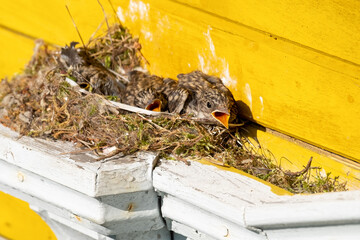 Nightingales. Chicks in the nest with their beaks open. Luscinia