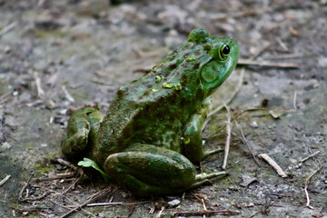frog in marsh