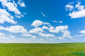 Obraz premium Bright summer day with puffy clouds and green meadow in Wyoming 