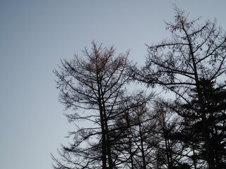 冬の朝焼けの静かな空と美しいシルエットの木々