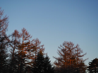 冬の朝焼けの静かな空と美しいシルエットの木々