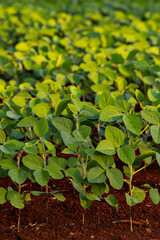 big soy plantation