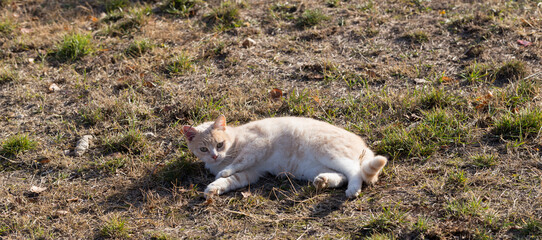 A fat red cat tumbles in a clearing.