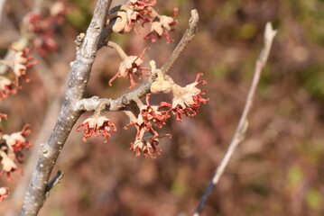 Chinese witch hazel Buds and flowers begin to bloom. Hamamelidaceae deciduous tree. 