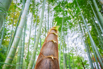 Bamboo forest and straight growing bamboo shoots