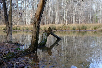 Broken tree branch bending into water. Image is reflected in lake. Lake surrounded by trees. Winter light. Sense of calm and tranquility.