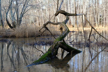 Structural image of twisted fallen tree branch in pond with reflections