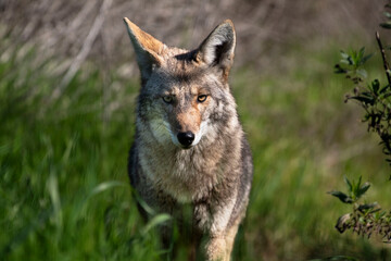 Fototapeta premium A coyote roaming in the grass