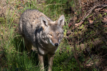 Obraz premium A coyote roaming in the grass