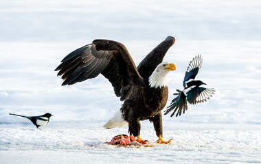 The Magpies and Bald eagle ( Haliaeetus leucocephalus ) sits on snow and eats a salmon.  Alaska