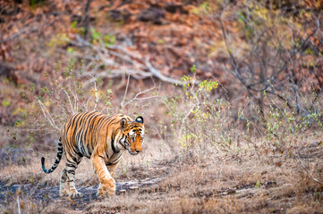Young Bengal tiger in natural habitat. The Bengal (Indian) tiger Panthera tigris tigris. National park of India
