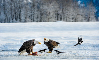 The Magpies and Bald eagle ( Haliaeetus leucocephalus ) sits on snow and eats a salmon.  Alaska
