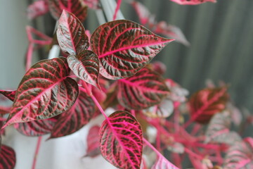 red and green leaves