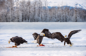 The Adult Bald eagles ( Haliaeetus leucocephalus ) sits on snow and eat salmon fish. Alaska
