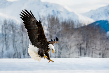 Adult Bald Eagle ( Haliaeetus leucocephalus washingtoniensis ) in flight. Alaska in snow - Powered by Adobe