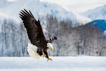 Fotobehang Adult Bald Eagle ( Haliaeetus leucocephalus washingtoniensis ) in flight. Alaska in snow © Uryadnikov Sergey