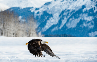 Adult Bald Eagle ( Haliaeetus leucocephalus washingtoniensis ) in flight. Alaska in snow