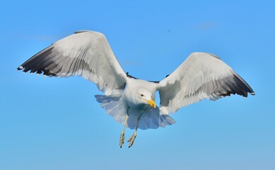 Flying Kelp gull (Larus dominicanus), also known as the Dominican gull and Black Backed Kelp Gull. False Bay, South Africa