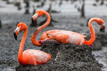 American Flamingos or Caribbean flamingos ( Phoenicopterus ruber ruber). Colony of  Flamingos on the nests. Rio Maximo, Camaguey, Cuba.