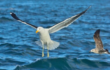 Flying Kelp gull (Larus dominicanus), also known as the Dominican gull and Black Backed Kelp Gull. False Bay, South Africa