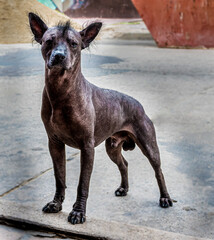 xoloitzcuintle, canino, raza canina, perro, macho