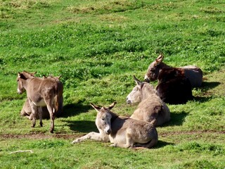 Donkeys in green pasture laying and sleeping