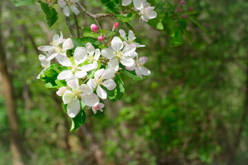 White flowers of an apple tree on a blurred green background